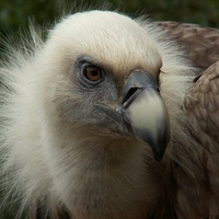 Griffon-Vulture-head