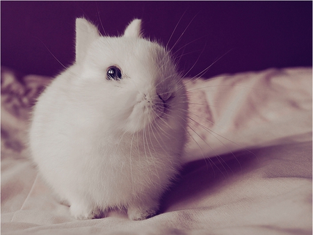 Wabbit - tiny, fluffy, rabbit, cute, adorable, bunny