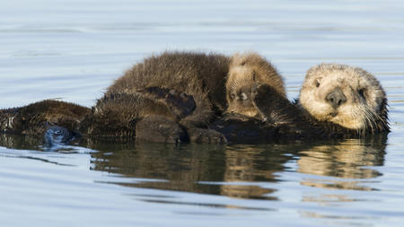 Shh ... - water, otters, fur, floating, nature, whiskers, sleeping, young, animals