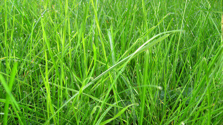 wet grass - green, rain, drops, grass, field, wet