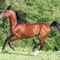 The Galloping Arabian Horse