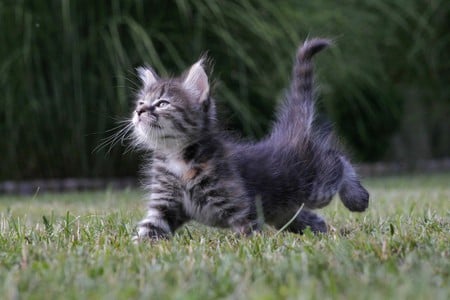 kitten - animals, beautiful, pets, cute, kitten