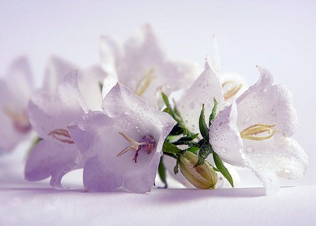 Simplicity - dew drops, water, lilys, flowers, dew