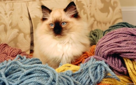 loves the feel of yarn  lol - yarn, cat, adorable, feline, loveable, cute