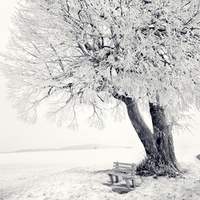 Frozen Tree