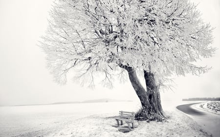 Frozen Tree - winter, nature, beautiful, fields, road, bench, tree, rural