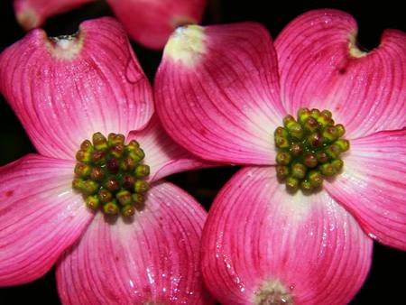 red flowers - flower, flowers, closeup, pollen, nature, colors