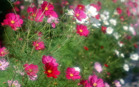 red white flowers - white, nature, red, colors, flowers