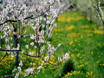 white flowers