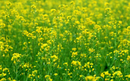 yellow flowers - nature, yellow, landscape, colors, flowers