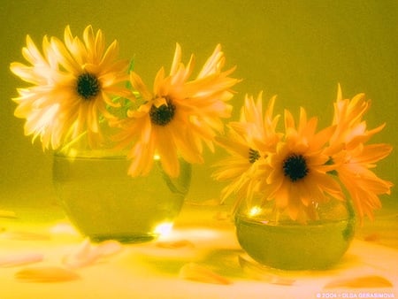 Brighten your day - flowers, black, yellow, green, bright, light