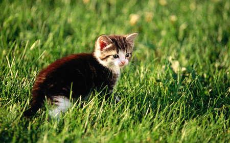 Cat in grass - animal, kitten, feline, grass, field, mammal, sweet, cat