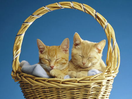 Couple kittens in basket - basket, animal, kitten, feline, mammal, couple, sweet, cat