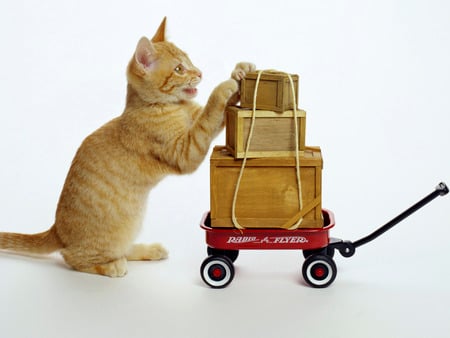 kitten with machine - animal, kitten, feline, mammal, sweet, cat, machine