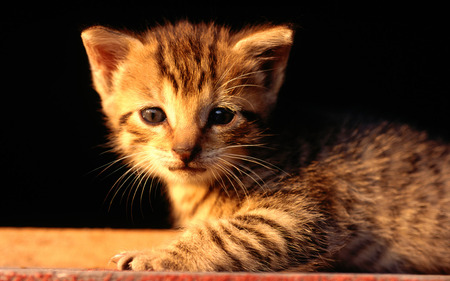 Golden kitten - animal, kitten, feline, mammal, sweet, cat