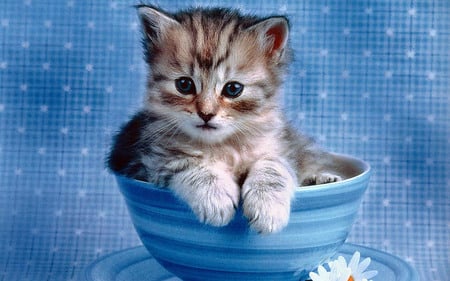 Kitten in cup - blue, daisy, mammal, sweet, cat, animal, kitten, feline, cup