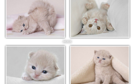 Kittens background - white, animal, kitten, cat, sweet, feline, mammal