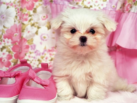 My sweet puppy Luna - mammal, puppy, pink, dog, animal, sweet, flower, shoe