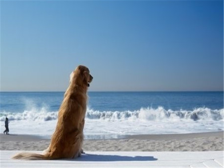 Exploring the beach - animal, beach, dog, puppy, mammal, sweet