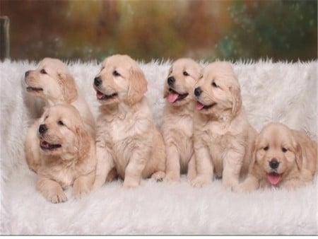 Six sweet puppies - mammal, puppy, dog, animal, sweet