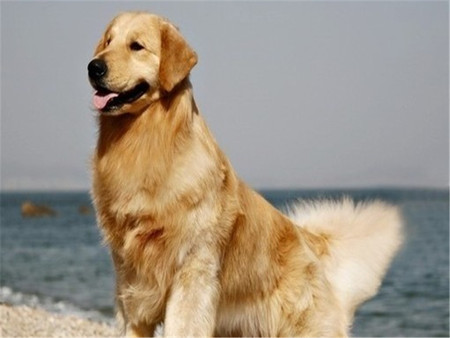 In beach dog - animal, beach, dog, puppy, mammal, sweet