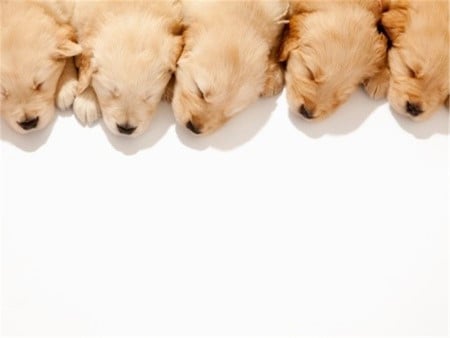 5 puppies - animal, dog, puppy, mammal, sweet