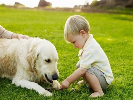 Playing in grass - boy, animal, people, dog, grass, puppy, mammal, sweet