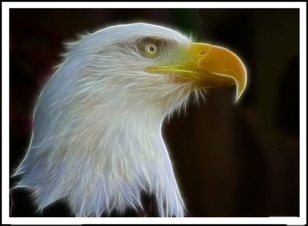 Proud eagle -for you,5ayshooooom - proud, 5ayshooooom, amazing, omar, popular, eagle, hdr, gift, animals