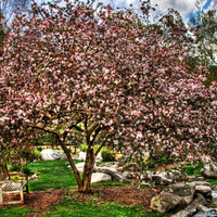 Spring-HDR