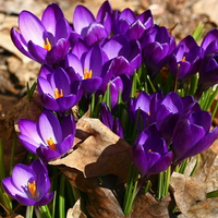 Crocus