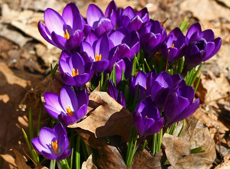 Crocus - season, nice, photography, spring, cool, beautiful, leaves, purple crocus, flowers, flower