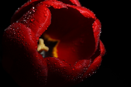 Tulip - elegantly, beautiful, photography, drops, wet, photo, cool, flower, tulip, harmony, black, red, nice