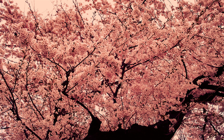 Pink tree - nature, amazing, trees, pink, photography, spring