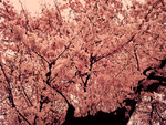 Pink tree