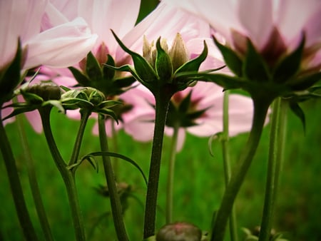 stems - pink, beauty, flowers, photography, nature, green