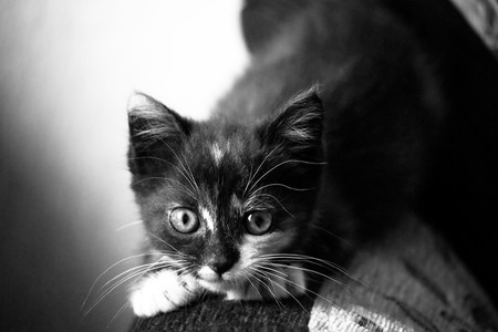 ready to pounce - white, cat, furry, photography, animal, cute, black