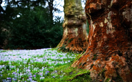 In a forest - nature, amazing, landscape, trees, forest, beautiful, flowers