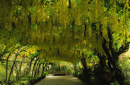 flowing trees - trees, nature, beauty, green