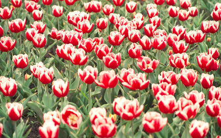 Tulips - white, red, flower, tulips, beauty, field, nature, green