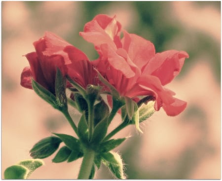 just a flower - alone, garden, red flower, beautiful, nature