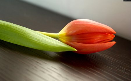 single - nature, beauty, tulip, flower