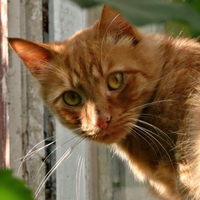Ginger cat