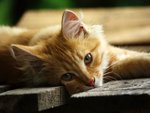 Kitten on a bench