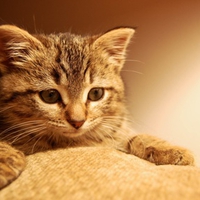 Fluffy Kitty