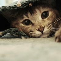 Hidden cat