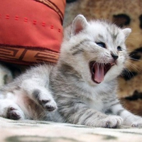Little cat