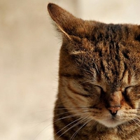 Blinked cat