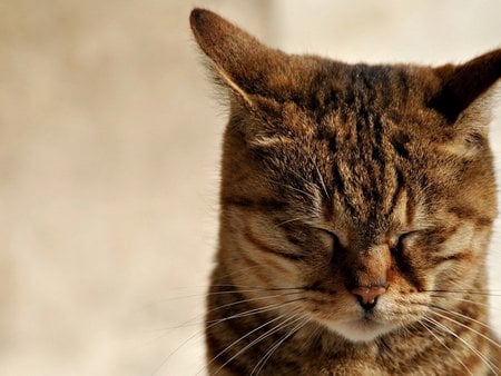 Blinked cat - animal, kitten, cat, sweet, feline, mammal