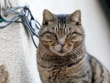 Cat and a bubble - bubble, animal, kitten, feline, tabby, mammal, sweet, cat