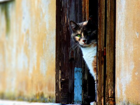 Cat looks from a door - door, animal, kitten, feline, mammal, sweet, cat